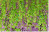 Mx43.png